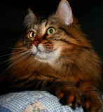 MY SISTERS CAT, J.D.