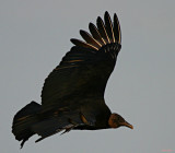BUZZARD IN FLIGHT