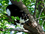 UP A TREE