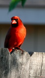 CARDINAL ON MY FENCE
