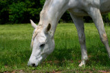 WHITE HORSE FOR TRICIA AND HER SON