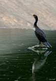 CORMORANT ON A ROCK