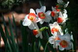 WHITE AND ORANGE