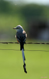 SCISSORTAIL DOESNT REALIZE THAT AN APPETIZER IS FLYING RIGHT OVER HIS HEAD!