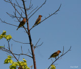 THREE CEDAR WAXWINGS