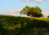 MY EARLY EVENING WALK TONIGHT