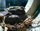 THE BABIES ARE BIGGER TODAY