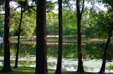 TREES AT THE LAKE IN SPRING