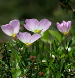 WILDFLOWERS  ALONG THE ROAD