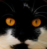 CAT EYES