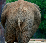 MY BELLY IS BIGGER THAN MY BUTT!