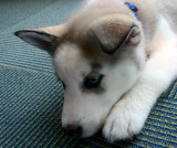 A PUPPY AND HER PAW
