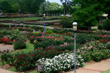 ROSE GARDEN