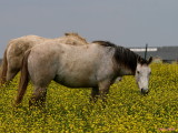 WILDFLOWERS AND A HORSE OR TWO