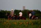RIDING IN THE WILDFLOWERS
