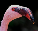 LESSER FLAMINGO HEAD