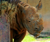 BLACK RHINO