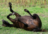 HORSE PLAYING DEAD