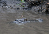 DONT WADE IN THE DITCHES NEXT TO THE ROAD!