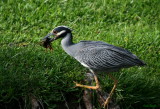 CRAWFISH IS THE CHOICE FOR DINNER FOR THIS YELLOW CRESTED NIGHT HERON