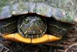 OLD MR. TURTLE
