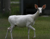 WHITE DEER