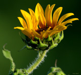 SUNFLOWER ALMOST OPEN