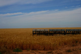 AMBER WAVES OF GRAIN
