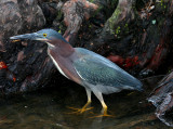 LITTLE GREEN HERON
