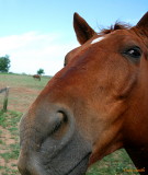 DO YOU THINK MY NOSE IS TOO BIG?
