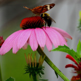SHARING