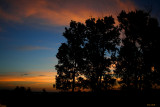 TREES