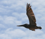 FLYING OVERHEAD JUST FOR JEN!