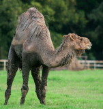ID DRIVE A MILE FOR A CAMEL