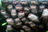 CATFISH CHOIR SINGING WE ARE FAMILY, I GOT ALL MY CATFISH WITH ME