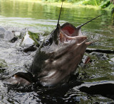 LIKE A FISH OUTA WATER....ROSE TO THE OCCASION SO I COULD GET A GOOD SHOT!