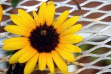A SUNFLOWER FOR GUY
