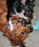 DOG FIGHT....WONDER IF MICHAEL VICK WOULD BET ON THESE TWO