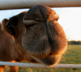SNOUT OF CAMEL - HELLO BAAAAABY!