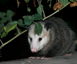 MY VISITOR LAST NIGHT