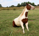 POSING AND SITTING PRETTY