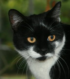 SILVIE