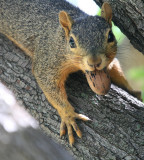 GAG ME WITH A PECAN