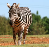 VISITING THE NEIGHBORHOOD ZEBRA