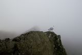 Crib Goch