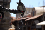 The pigeons in Ippokratous Square