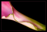 Unforgettable Calla Lily - 28th November, 2006