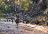Keeping the Kids in line - Emus in Brachina Gorge, Flinders Ranges