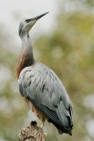 White Faced Heron