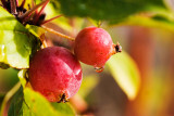 Fruit on my Crabapple Tree - April 1